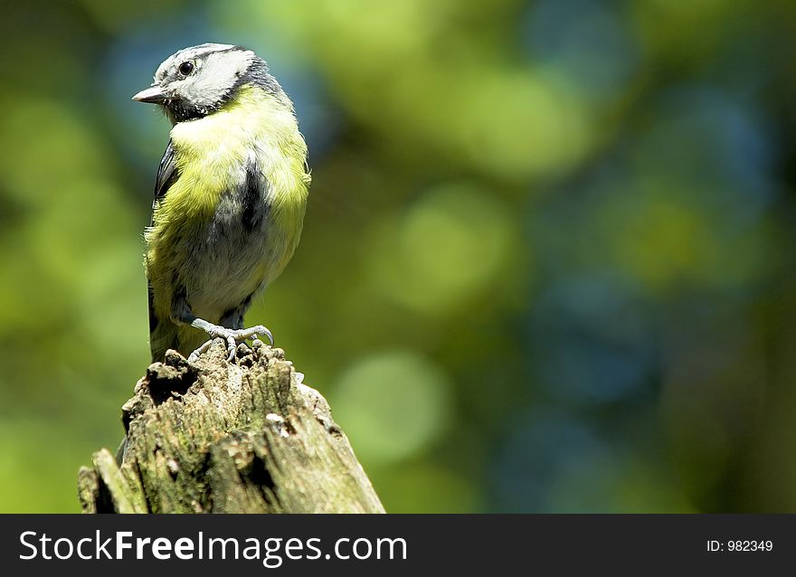 A blue tit sat on a branch