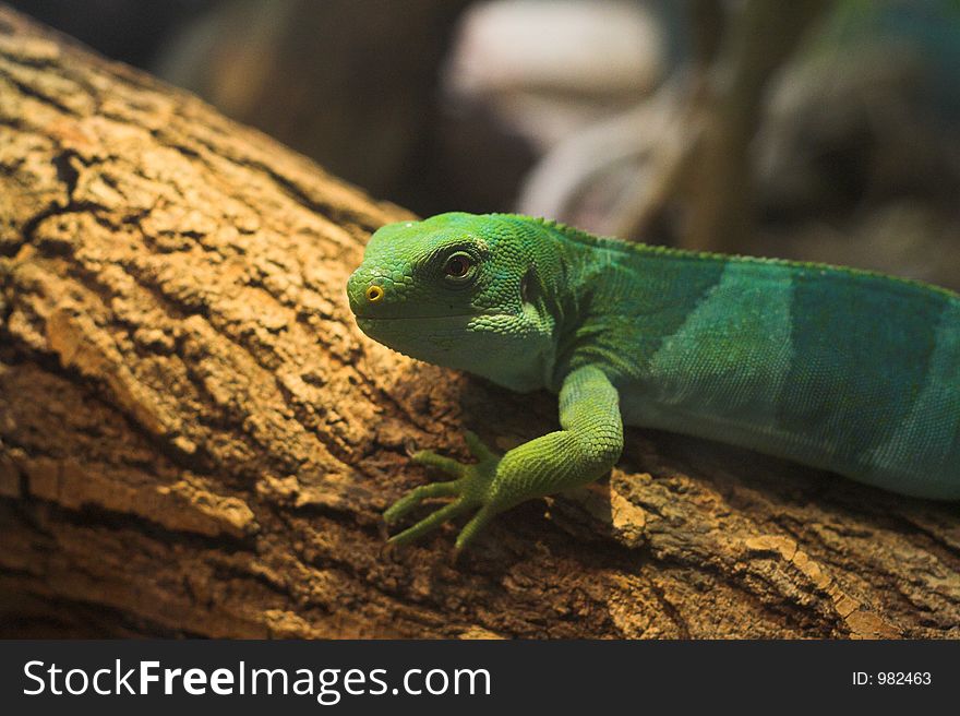 A green iguana climbing a tree branch