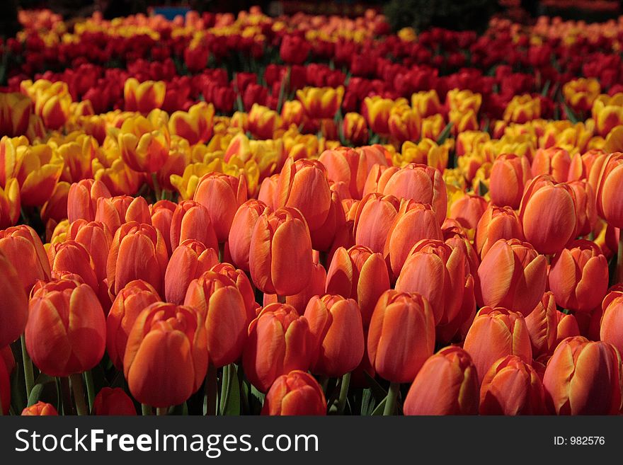 Pink, yellow and red tulips