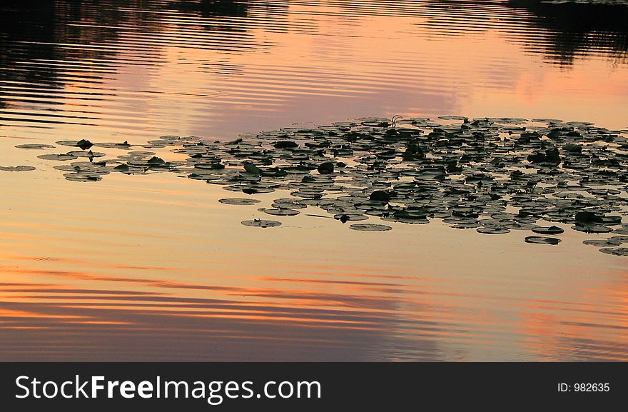 Evening pond with water-lily leaves