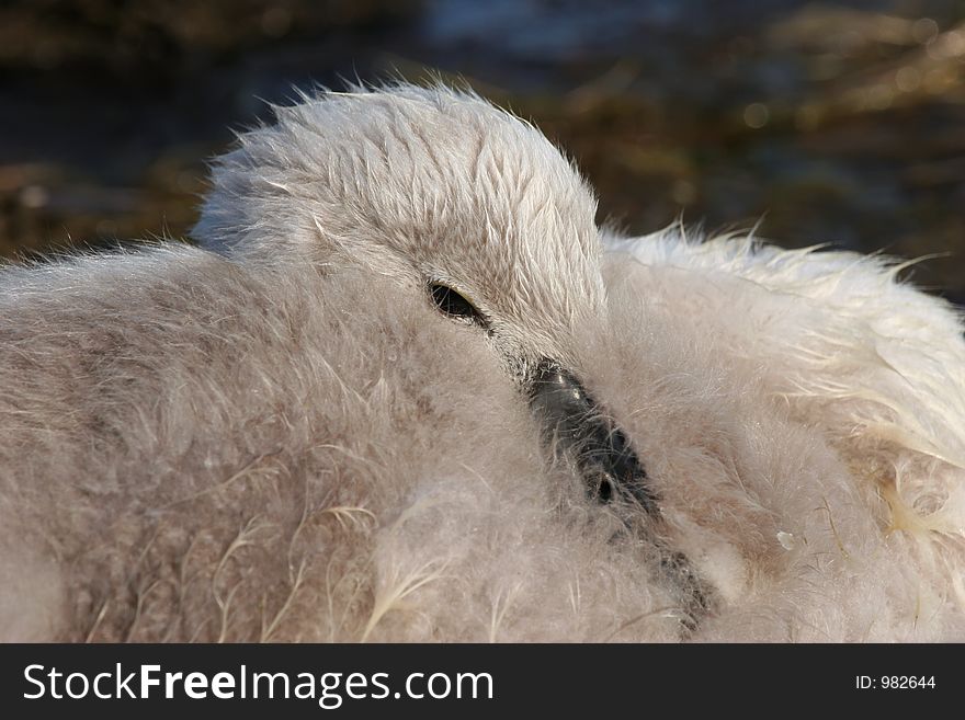 A sleepy baby swan, resting it's head on it's body. A sleepy baby swan, resting it's head on it's body.