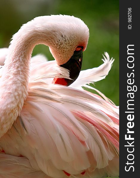 Pink flamingo turning round to prim its feathers