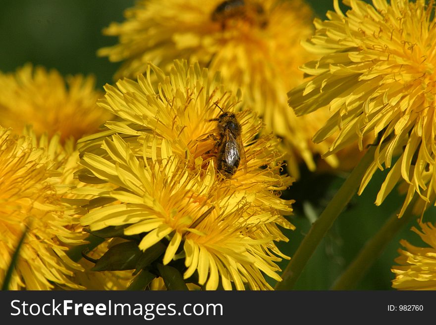 Bee On Dandelion