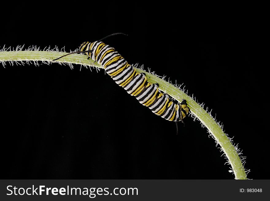 A Monarch caterpillar climbing up a stem. A Monarch caterpillar climbing up a stem.