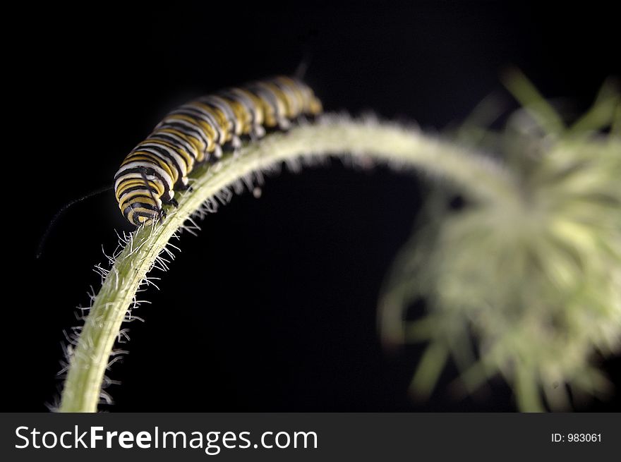 A Monarch caterpillar climbing up a stem. A Monarch caterpillar climbing up a stem.