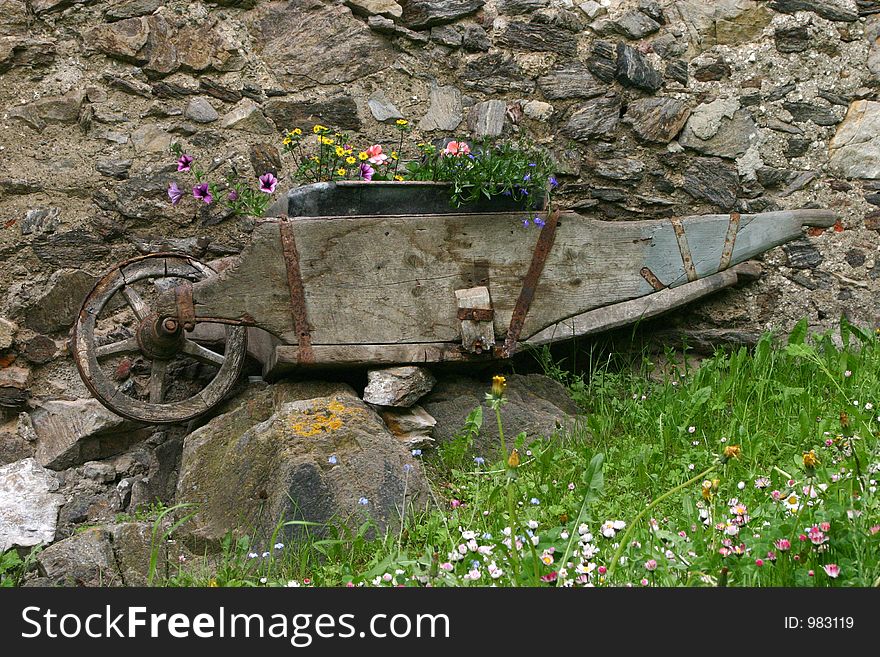 Old wheel barrow with flowers