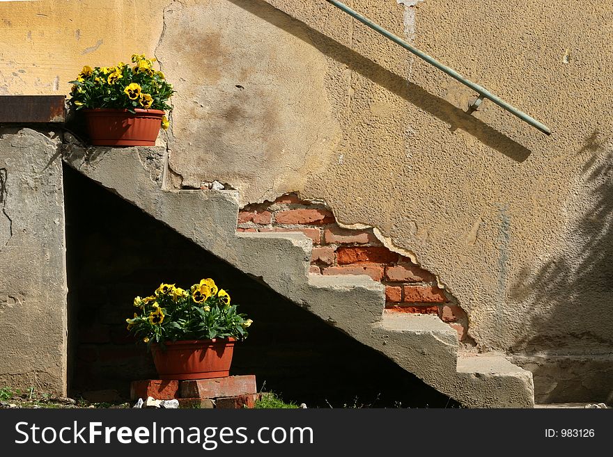 Shows two buckets of pansies in front of old wall. Shows two buckets of pansies in front of old wall