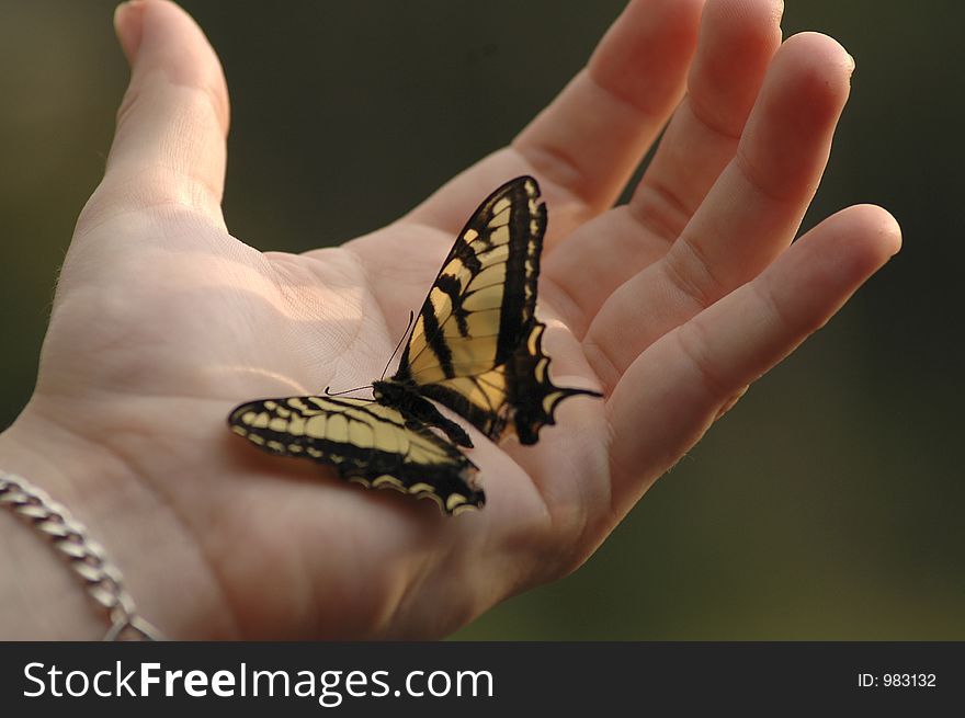 An Eastern tiger swallowtail butterfly on an outstretched hand.