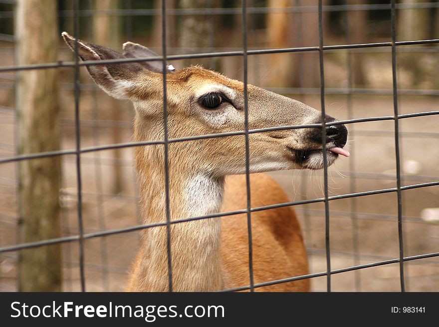 A sitka deer behind a wire fence.