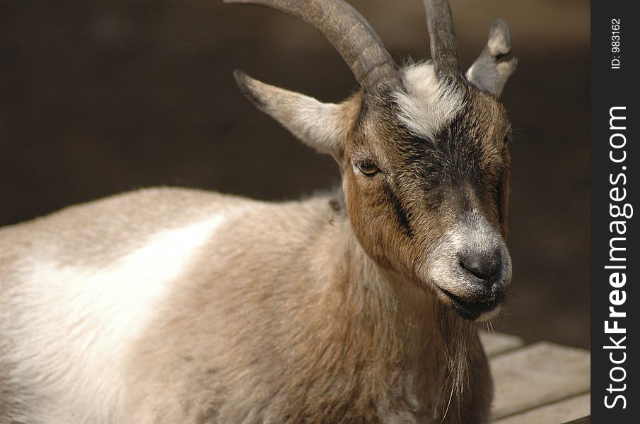 A portrait of a brown goat.