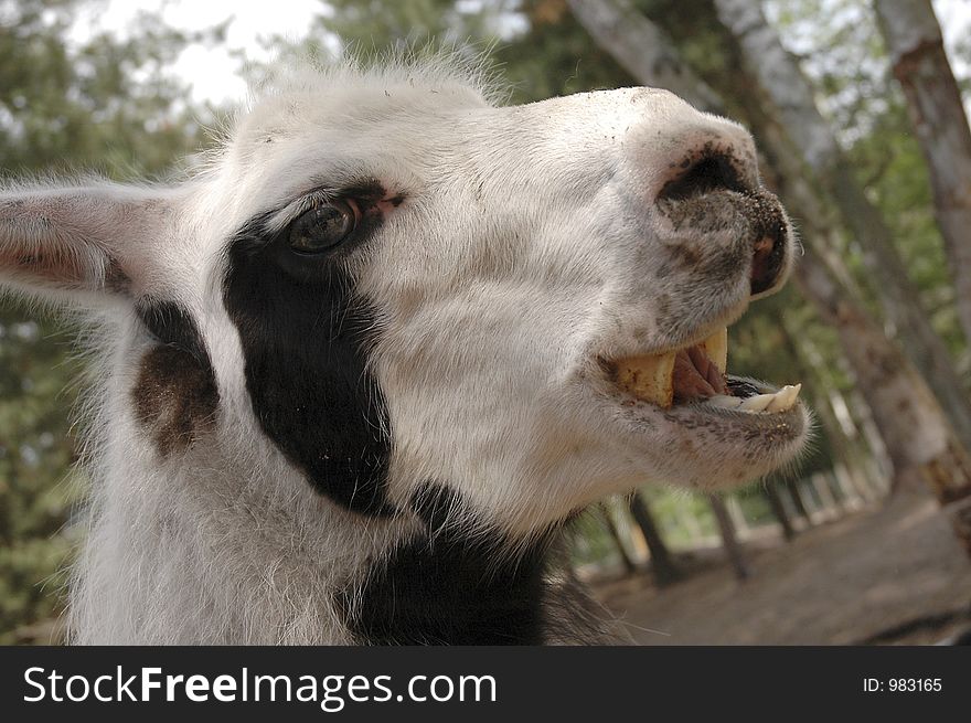 A llama opens its mouth in a smile.