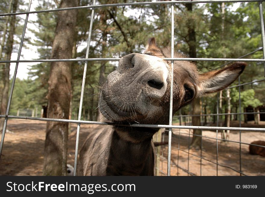 A wide-angle picture of a donkey poking its nose through a fence. A wide-angle picture of a donkey poking its nose through a fence.