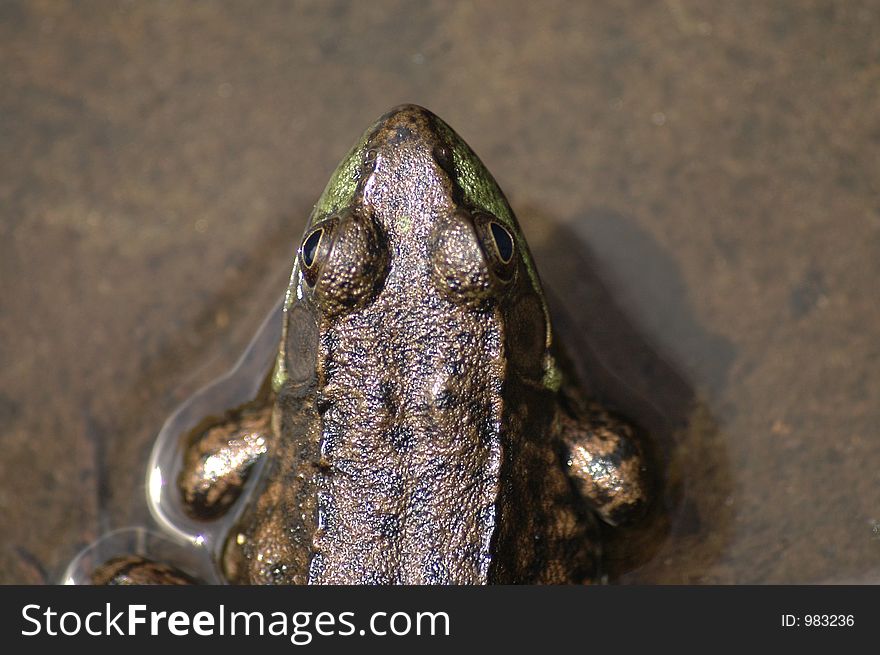 A brown river frog. Picture is taken from above.