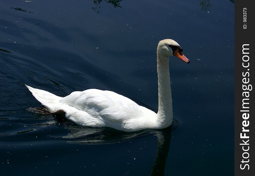 Photo of mute swan in a pond.