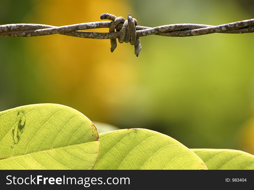 Shows weathered barbed wire in nature