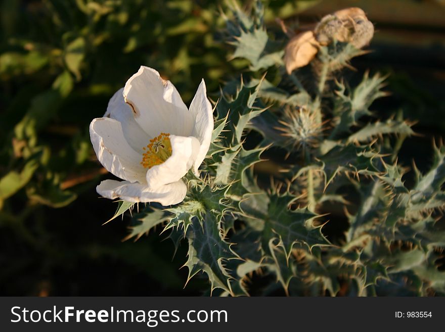 White desert plant. White desert plant