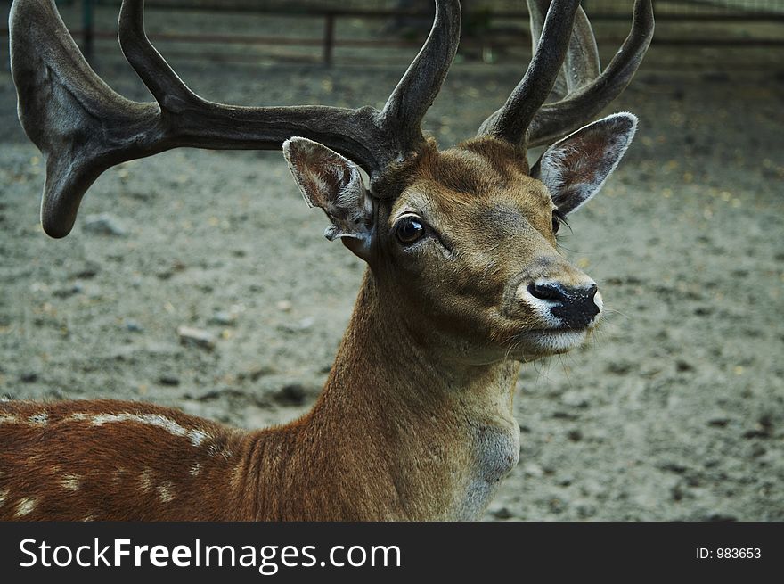 Beauty deer. Beauty deer