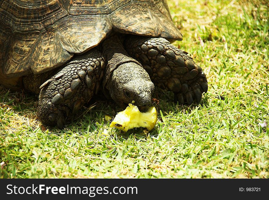 A big turtle eating an apple