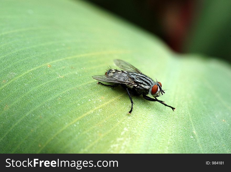 Close-up of a fly