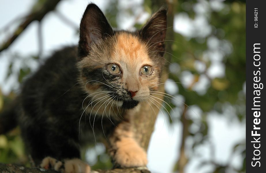 Kitten on the apple-tree. Kitten on the apple-tree