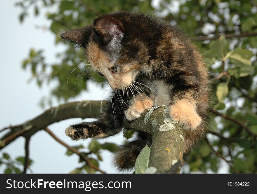 Kitten on the apple-tree. Kitten on the apple-tree