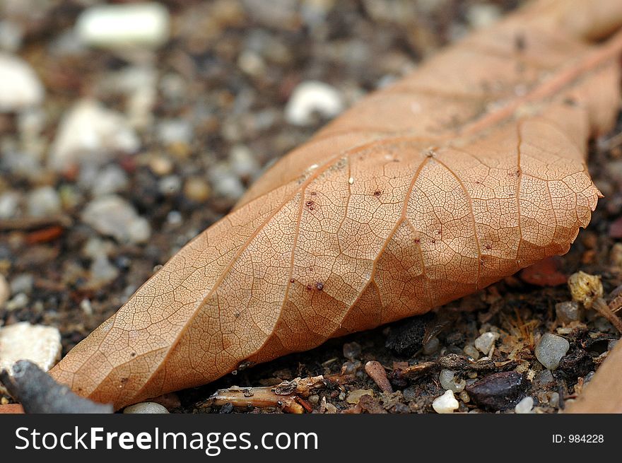 Close-up of a dry leaf