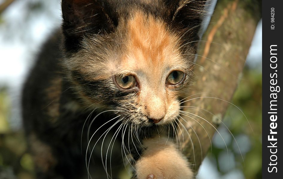 Kitten on the apple-tree. Kitten on the apple-tree