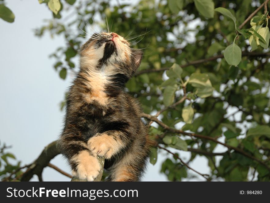 Kitten on the apple-tree. Kitten on the apple-tree