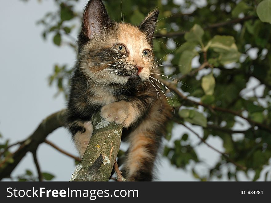 Skewbald kitten on the tree