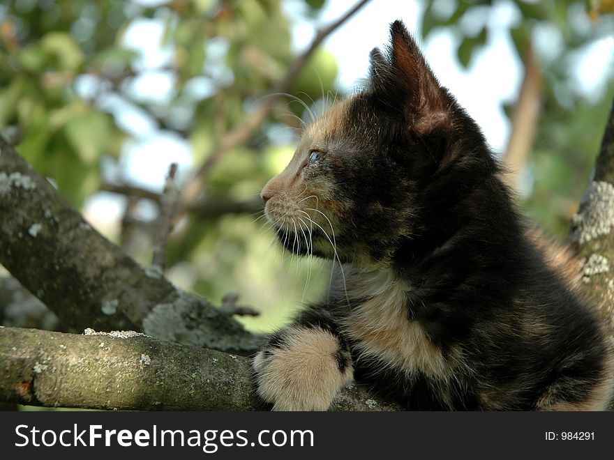 Skewbald kitten on the tree