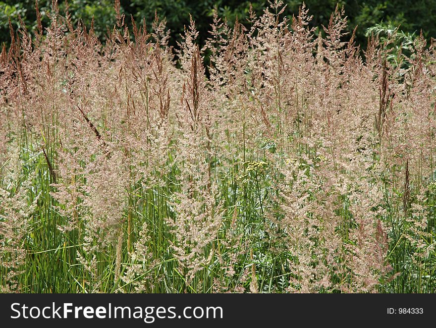 Cereals in summer