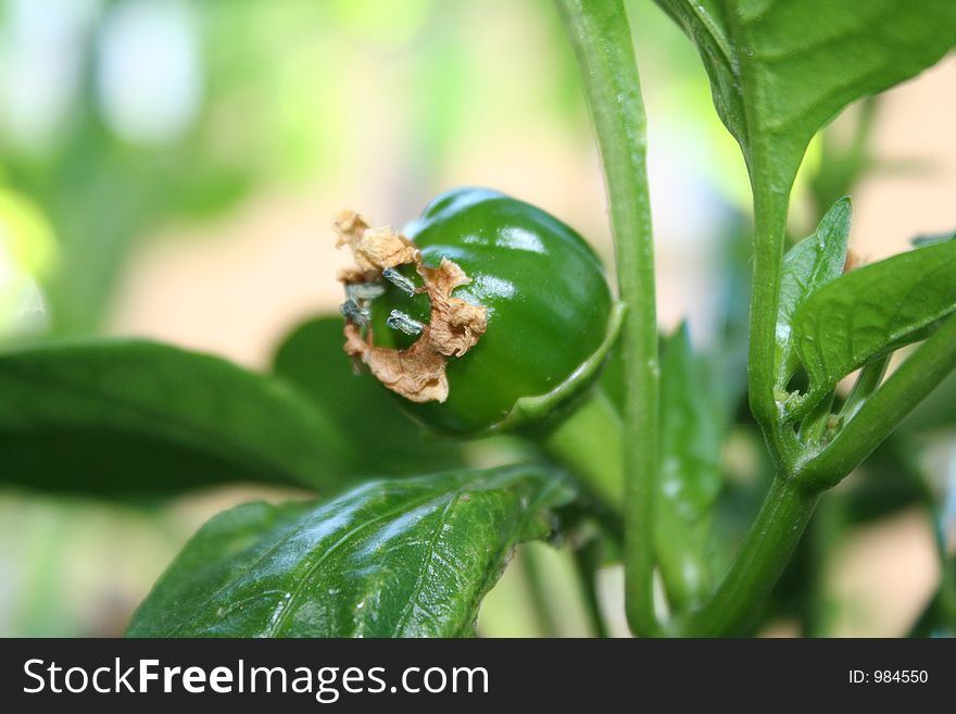 Green pepper in the garden