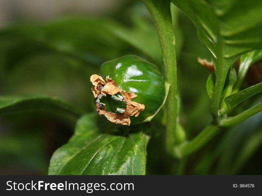 Green pepper in the garden