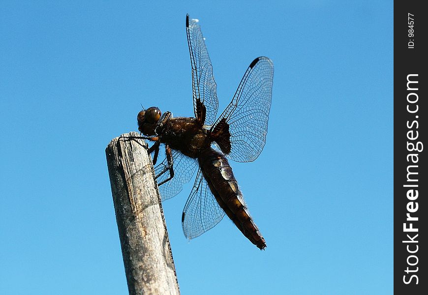 Dragonfly perched on a cane