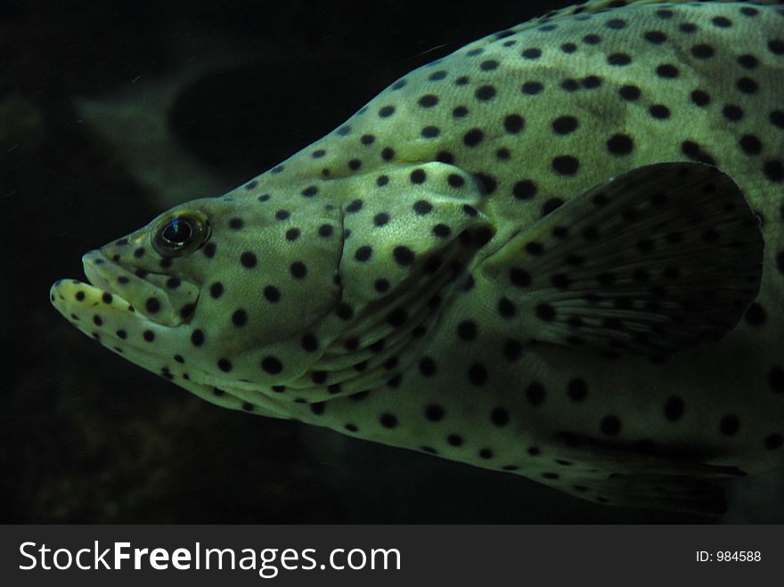 A spotted fish in an aquarium at the Rainforest Cafe in Chicago