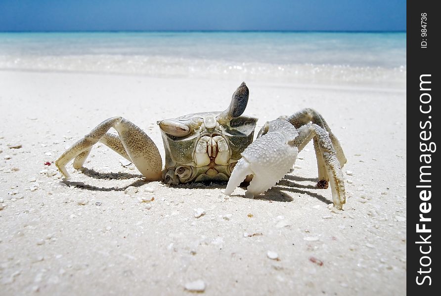 Crab with one claw on the ocean beach