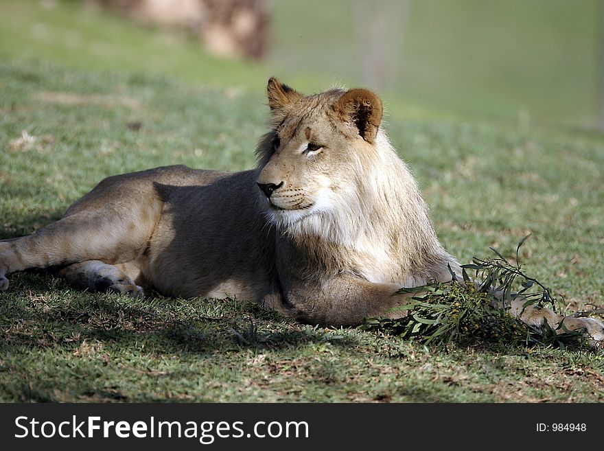 A young male lion at rest