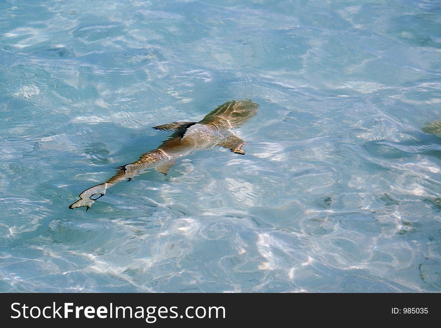 Overhead view of baby shark or pop in shallow sea. Overhead view of baby shark or pop in shallow sea.