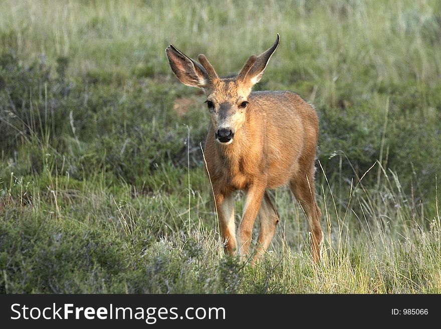 Mule Deer in Field. Mule Deer in Field