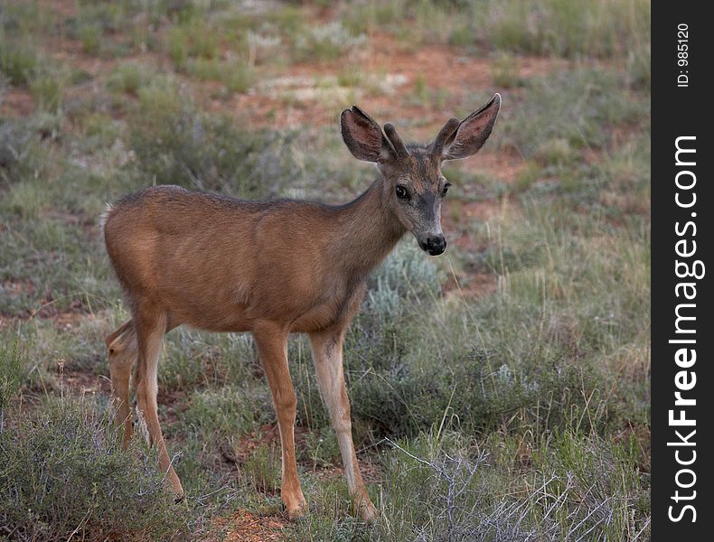 Cautious Mule Deer in Field