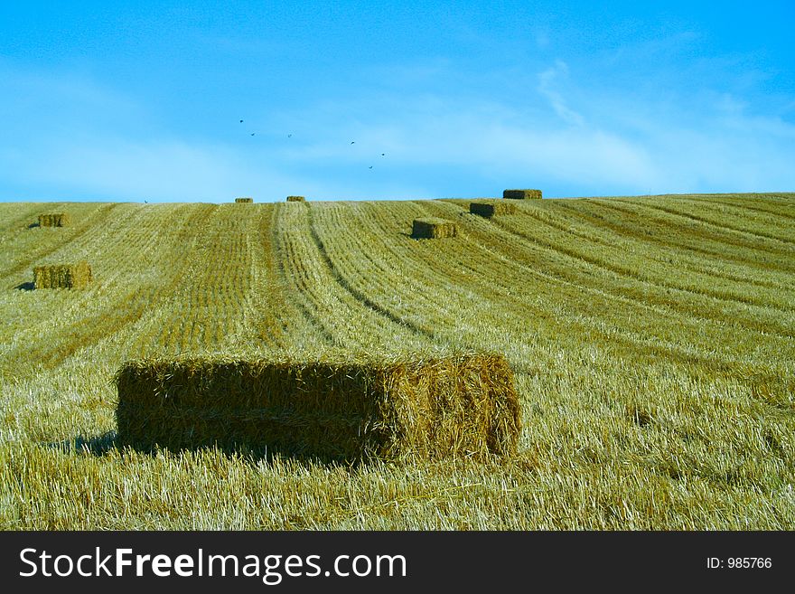 Bales of starw in a field against a blue sky. Bales of starw in a field against a blue sky