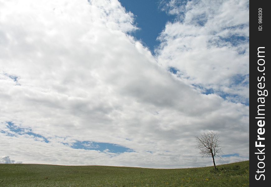 Summer Landscape With Alone Tree And Clouds