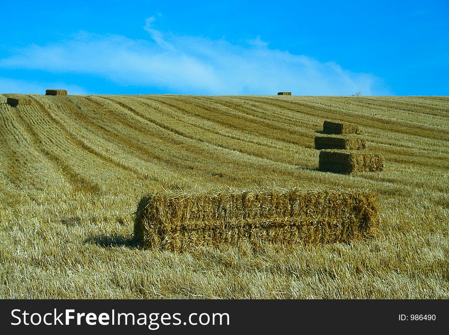 Bales of starw in a field against a blue sky. Bales of starw in a field against a blue sky