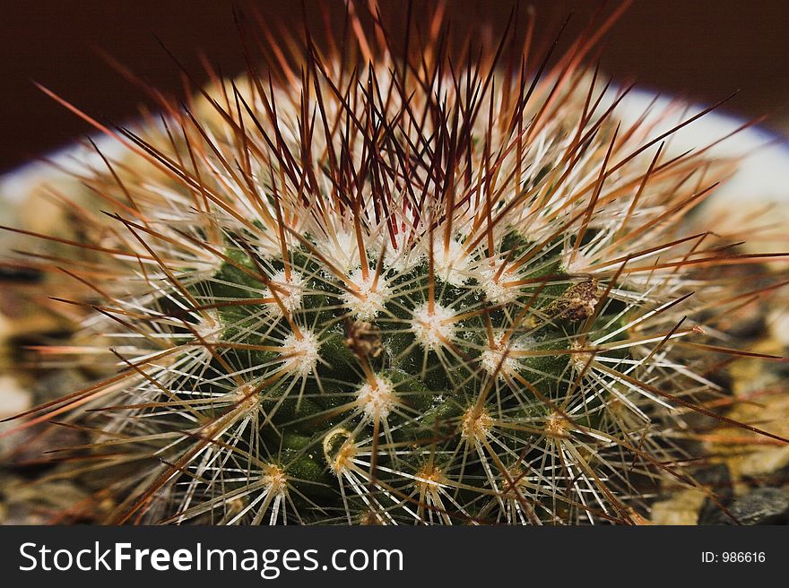 Cactus closeup