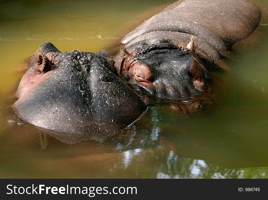 Two hippopotamus in the mud