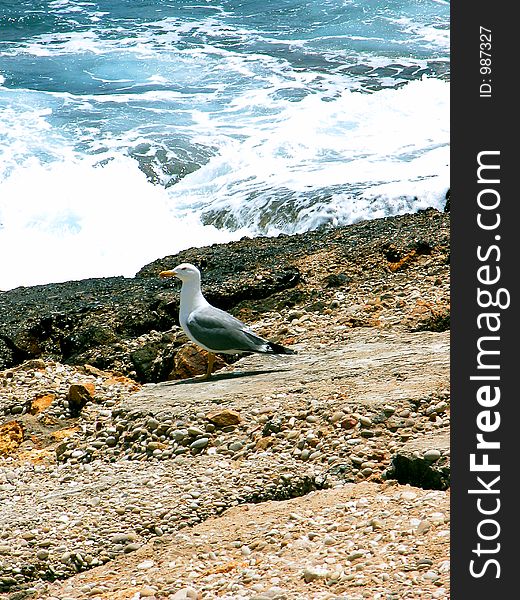 Seagull posing on the rocks