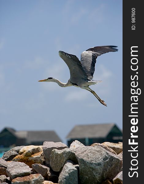 Grey heron taking flight with the Maldives in the background. Grey heron taking flight with the Maldives in the background.