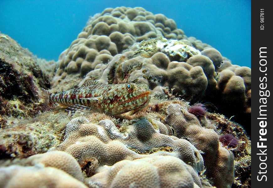 Lizardfish