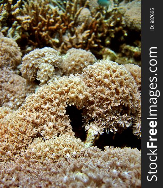 Detail of a softcoral colony. Detail of a softcoral colony