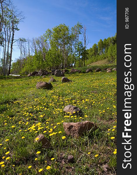 Spring meadow with yellow flowers. Spring meadow with yellow flowers